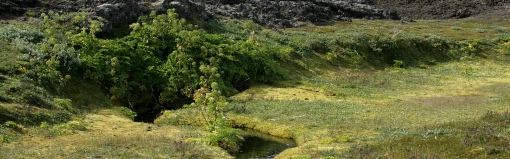 Hvönn, lindir. Náttúrverndarsamtök Austurlands. nattaust.is